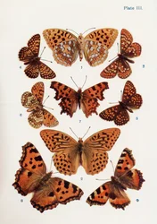 Different types of butterflies, illustration from the book Butterflies, Moths and Other Insects and Creatures of the Countryside, published 1927